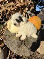 Tuff, a male Poodle - Toy  for sale in Salisbury, NC – 1 of 4