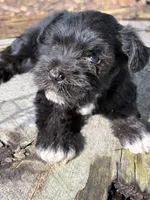 Flash, a male Miniature Schnauzer for sale in Salisbury, NC – 2 of 5