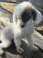 Special, a female Poodle - Toy  for sale in Salisbury, NC – 4 of 10