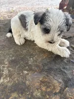 Parti girl, a female Miniature Schnauzer for sale in Salisbury, NC – 1 of 3