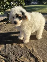Tuff, a male Poodle - Toy  for sale in Salisbury, NC – 2 of 4