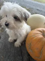 Laree, a male Yorkshire Terrier for sale in Salisbury, NC – 6 of 8