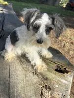 Parti girl, a female Miniature Schnauzer for sale in Salisbury, NC – 9 of 10
