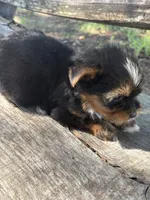 Handsome, a male Yorkshire Terrier for sale in Salisbury, NC – 3 of 3