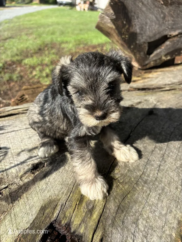 Salty girl – Miniature Schnauzer puppy for sale in Salisbury, NC
