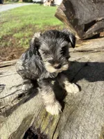 Salty girl, a male Miniature Schnauzer for sale in Salisbury, NC – 1 of 5
