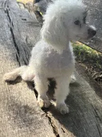 Special, a female Poodle - Toy  for sale in Salisbury, NC – 6 of 10