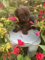 Titan, a male Yorkshire Terrier for sale in Salisbury, NC – 6 of 6
