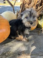 RG, a male Yorkshire Terrier for sale in Salisbury, NC – 4 of 5