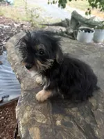 Mo, a male Yorkshire Terrier for sale in Salisbury, NC – 4 of 5