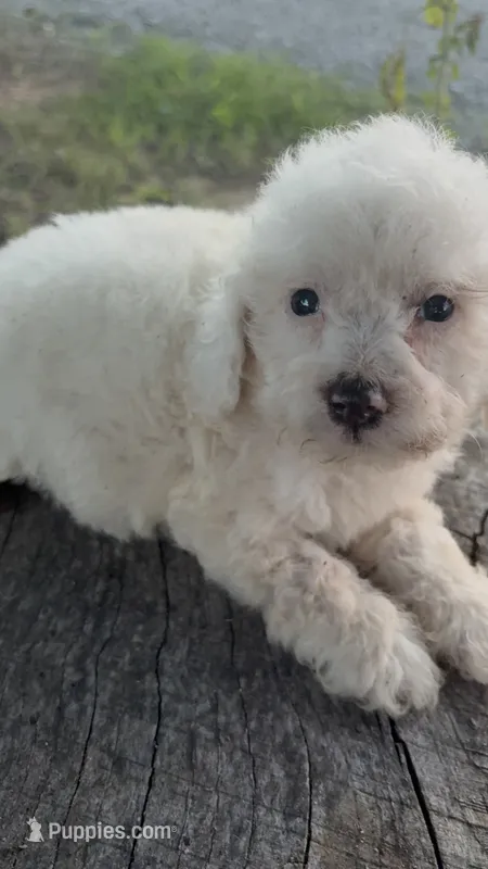 Gracie – Cockapoo, Poodle - Toy  puppy for sale in Salisbury, NC