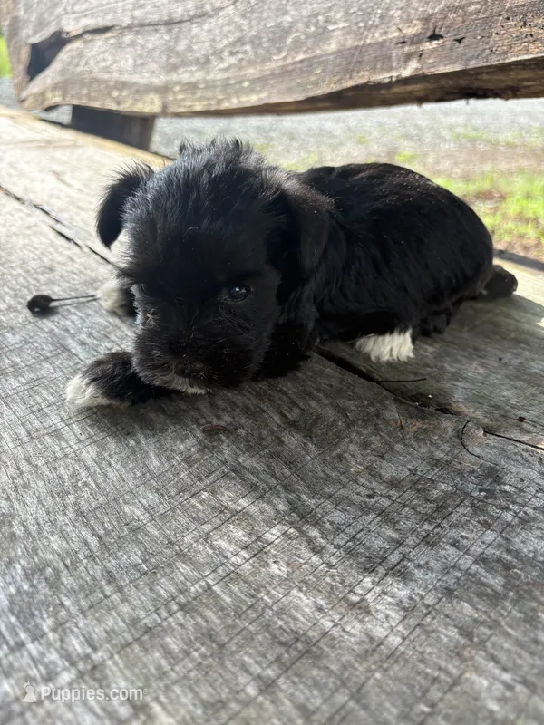 Flashy – Miniature Schnauzer puppy for sale in Salisbury, NC