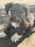 Fancy, a female Miniature Schnauzer for sale in Salisbury, NC – 3 of 10