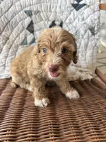Gretta, a female Cockapoo and Poodle - Toy  for sale in Salisbury, NC – 3 of 4