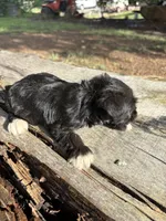 Flashy, a female Miniature Schnauzer for sale in Salisbury, NC – 4 of 5