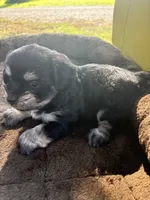 Hank, a male Cockapoo for sale in Salisbury, NC – 4 of 4