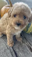 Graham, a male Poodle - Toy  for sale in Salisbury, NC – 5 of 5