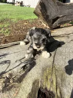 Salty girl, a male Miniature Schnauzer for sale in Salisbury, NC – 3 of 5