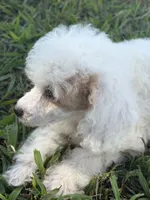 Lacee, a female Cockapoo and Poodle - Toy  for sale in Salisbury, NC – 5 of 8