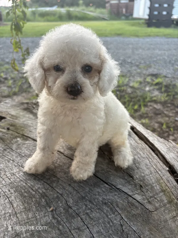 Grace – Cockapoo puppy for sale in Salisbury, NC