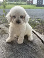 Grace, a female Cockapoo for sale in Salisbury, NC – 8 of 9