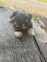 Fancy, a female Miniature Schnauzer for sale in Salisbury, NC – 10 of 10