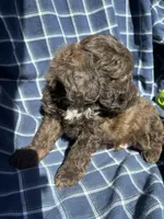 Gavin, a male Cockapoo and Poodle - Toy  for sale in Salisbury, NC – 4 of 5