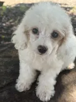 Lacee, a female Cockapoo and Poodle - Toy  for sale in Salisbury, NC – 2 of 8