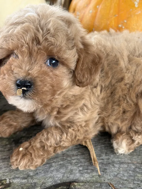 Graham – Cockapoo, Poodle - Toy  puppy for sale in Salisbury, NC