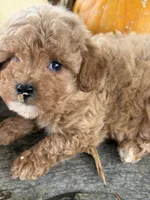 Graham, a male Cockapoo and Poodle - Toy  for sale in Salisbury, NC – 1 of 10