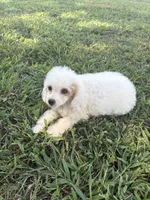 Lacee, a female Cockapoo and Poodle - Toy  for sale in Salisbury, NC – 7 of 8