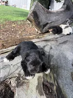 Flash, a male Miniature Schnauzer for sale in Salisbury, NC – 4 of 5