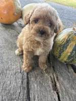 Graham, a male Poodle - Toy  for sale in Salisbury, NC – 2 of 5