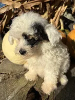 Tuff, a male Poodle - Toy  for sale in Salisbury, NC – 3 of 4