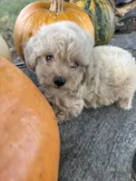 Cracker, a female Poodle - Toy  for sale in Salisbury, NC – 2 of 6