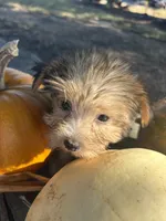 Reese, a male Yorkshire Terrier for sale in Salisbury, NC – 2 of 3
