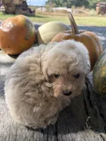 Cracker, a female Poodle - Toy  for sale in Salisbury, NC – 4 of 7