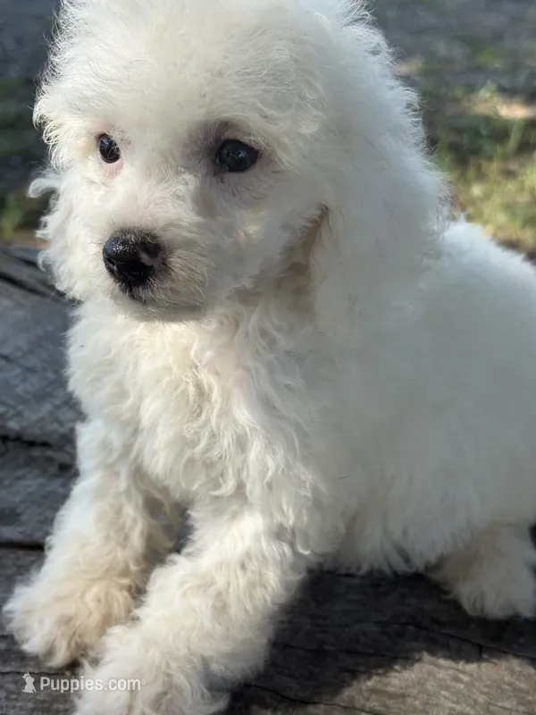 Lucee – Cockapoo, Poodle - Toy  puppy for sale in Salisbury, NC