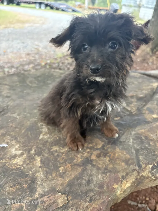 Curlee – Yorkipoo, Yorkshire Terrier puppy for sale in Salisbury, NC