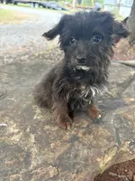 Curlee, a male Yorkipoo and Yorkshire Terrier for sale in Salisbury, NC – 1 of 4