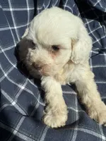 Goose, a male Cockapoo and Poodle - Toy  for sale in Salisbury, NC – 4 of 6