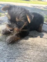 Snazzy, a female Yorkshire Terrier for sale in Salisbury, NC – 2 of 2