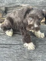 Fancy, a female Miniature Schnauzer for sale in Salisbury, NC – 8 of 10
