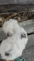 Laree, a male Yorkshire Terrier for sale in Salisbury, NC – 2 of 8