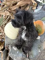 Flashy, a female Miniature Schnauzer for sale in Salisbury, NC – 3 of 8