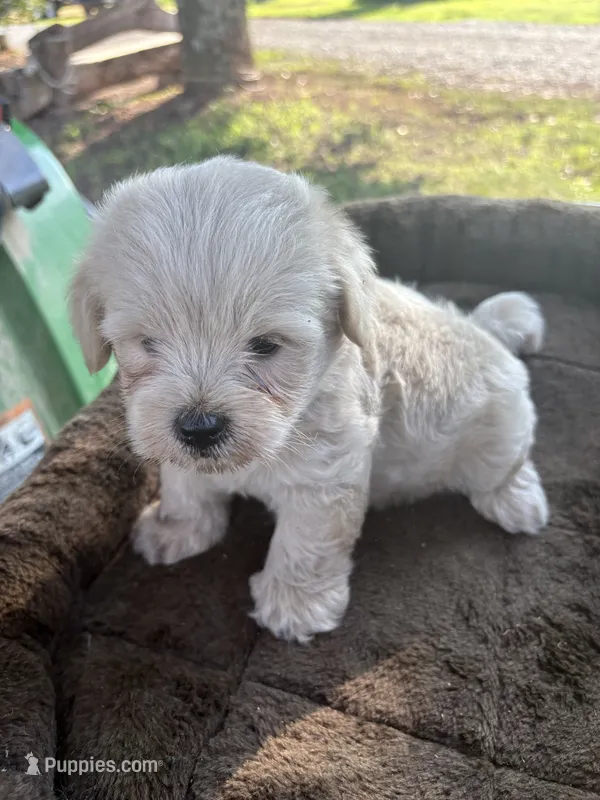 Handsome – Cockapoo puppy for sale in Salisbury, NC