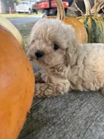 Cracker, a female Poodle - Toy  for sale in Salisbury, NC – 4 of 6