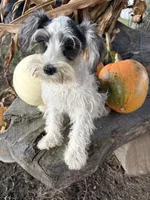 Parti girl, a female Miniature Schnauzer for sale in Salisbury, NC – 2 of 10