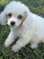 Lacee, a female Cockapoo and Poodle - Toy  for sale in Salisbury, NC – 1 of 8