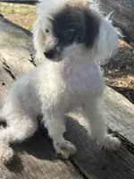 Special, a female Poodle - Toy  for sale in Salisbury, NC – 2 of 10